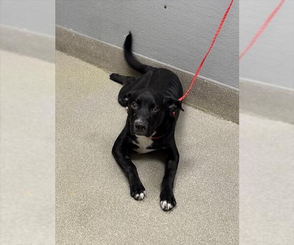 Medium Photo #1 Labrador Retriever-Unknown Mix Puppy For Sale in Las Vegas, NV, USA