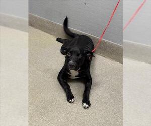 Labrador Retriever-Unknown Mix Dogs for adoption in Las Vegas, NV, USA