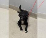 Small Labrador Retriever Mix