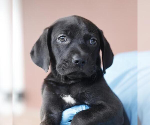Medium Photo #1 Unknown-Weimaraner Mix Puppy For Sale in San Antonio, TX, USA
