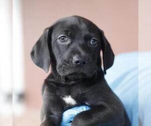 Unknown-Weimaraner Mix Dogs for adoption in San Antonio, TX, USA