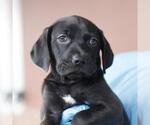 Small Weimaraner Mix