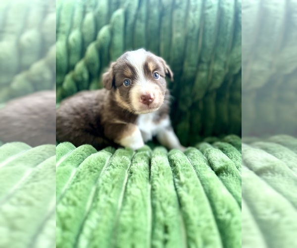 Medium Photo #1 Australian Shepherd Puppy For Sale in MOSELLE, MS, USA