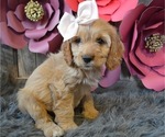 Small Photo #1 Cocker Spaniel Puppy For Sale in HONEY BROOK, PA, USA