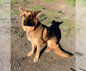 German Shepherd Dog Dogs for adoption in Woodland, CA, USA