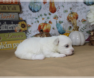 Maltese Puppy for sale in CHANUTE, KS, USA