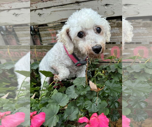 Medium Photo #3 Bichon Frise Puppy For Sale in Sioux Falls, SD, USA