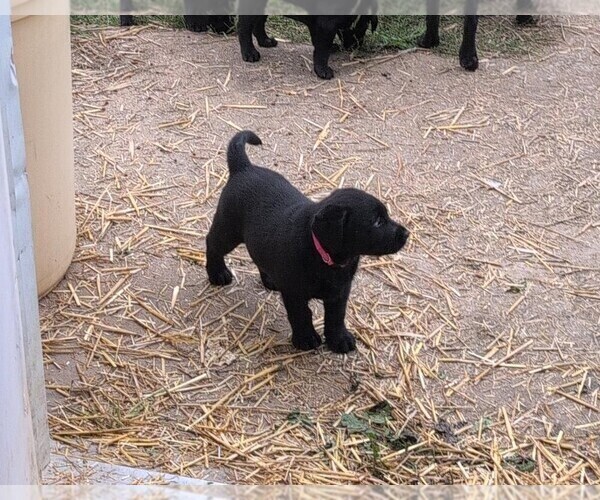 Medium Photo #6 Labrador Retriever Puppy For Sale in EDINBURG, VA, USA