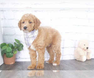 Goldendoodle (Miniature) Puppy for sale in RED LION, PA, USA
