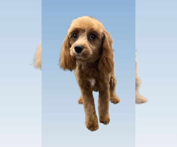 Medium Photo #2 Cavalier King Charles Spaniel-Unknown Mix Puppy For Sale in Lincolnwood, IL, USA