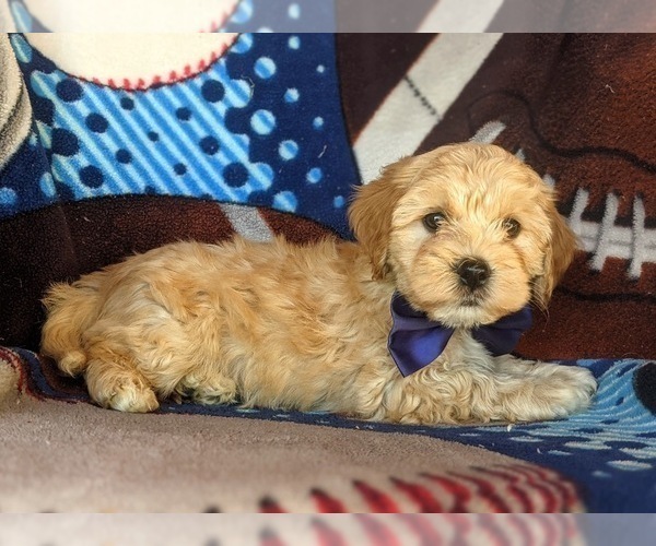 Medium Photo #6 Cavachon-Poodle (Miniature) Mix Puppy For Sale in AIRVILLE, PA, USA