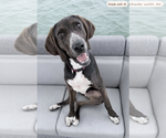 Small #4 American Foxhound Mix