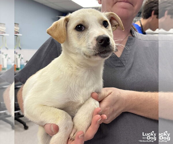 Medium Photo #2 Australian Shepherd-Unknown Mix Puppy For Sale in Washington, DC, USA