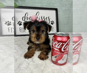 Yorkshire Terrier Puppy for sale in FRANKLIN, IN, USA