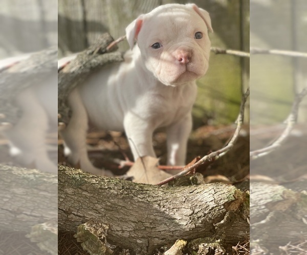 Medium Photo #4 American Bulldog Puppy For Sale in AUBURN, WA, USA