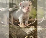 Small Photo #4 American Bulldog Puppy For Sale in AUBURN, WA, USA