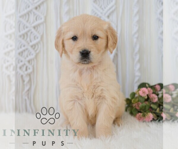 Medium Photo #1 Golden Retriever Puppy For Sale in NEWPORT, PA, USA