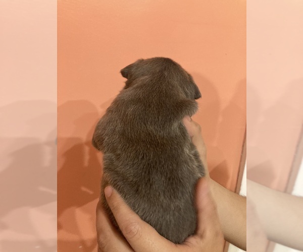 Medium Photo #6 American Pit Bull Terrier Puppy For Sale in STONE MOUNTAIN, GA, USA