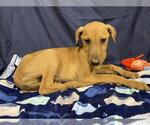 Small Doberman Pinscher Mix