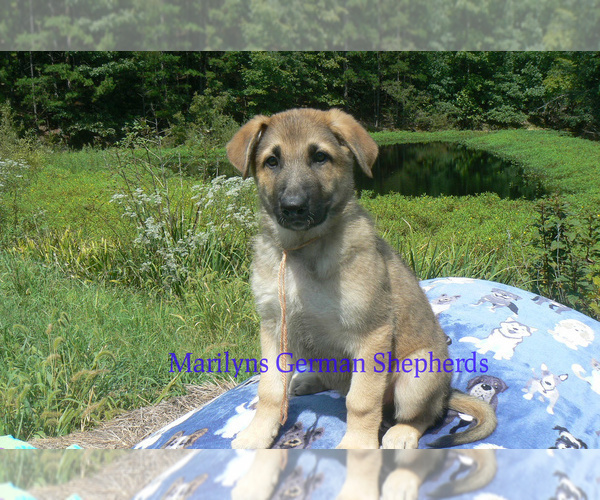 Medium Photo #5 German Shepherd Dog Puppy For Sale in PIEDMONT, MO, USA