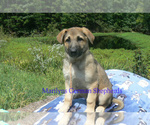 Small #4 German Shepherd Dog