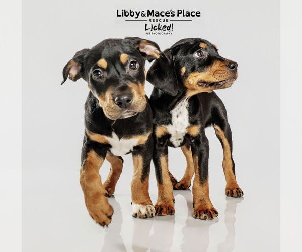 Medium Photo #3 Mutt Puppy For Sale in Mount Pleasant, SC, USA