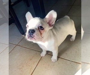 French Bulldog Puppy for sale in THORNTON, CO, USA
