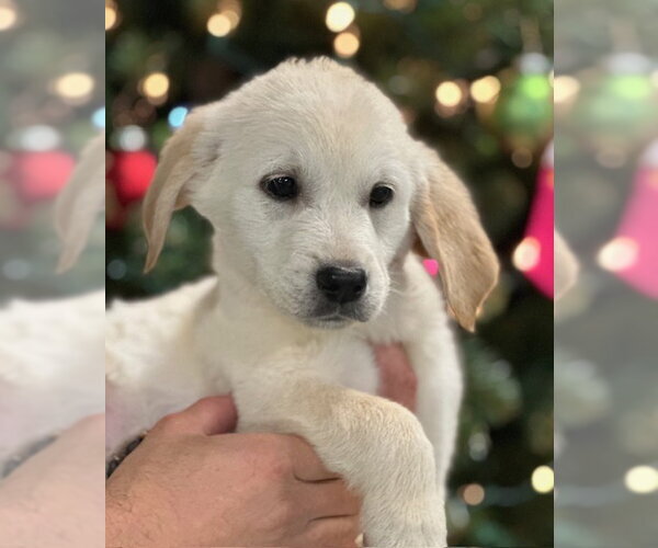 Medium Photo #3 Mutt Puppy For Sale in Elmsford, NY, USA