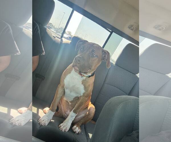 Medium Photo #2 Boxer-Unknown Mix Puppy For Sale in Evansville, IN, USA