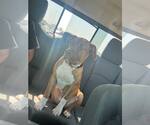 Small #1 Boxer Mix