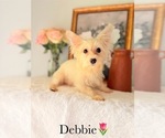 Small #28 Yorkshire Terrier
