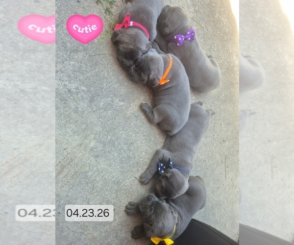 Medium Photo #26 Cane Corso Puppy For Sale in COLUMBIA, SC, USA
