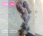 Small #25 Cane Corso