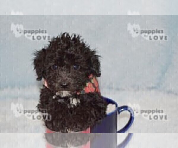 Medium Photo #3 Poodle (Toy) Puppy For Sale in SANGER, TX, USA