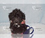 Small #2 Poodle (Toy)