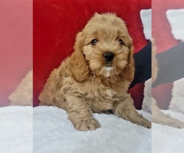 Medium Photo #3 Cockapoo Puppy For Sale in MIAMI, FL, USA