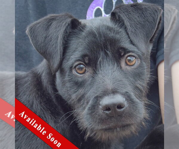Medium Photo #1 Labrador Retriever-Unknown Mix Puppy For Sale in Huntley, IL, USA