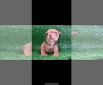 Small Photo #6 American Bully Puppy For Sale in ROGERS PARK, IL, USA