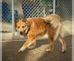 Small #2 Collie Mix