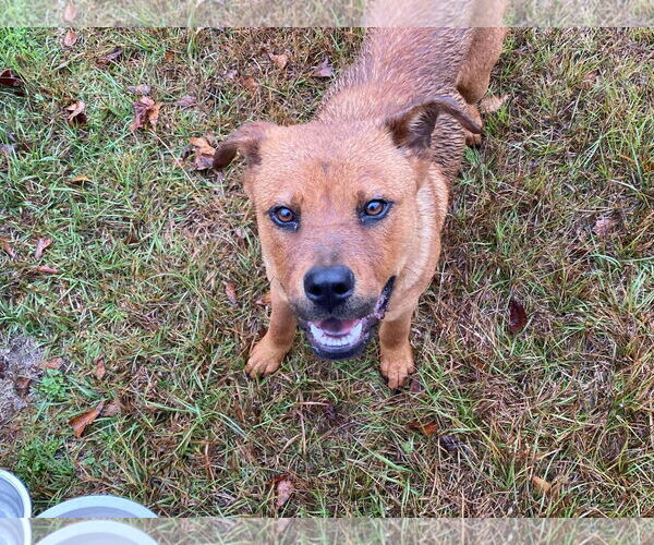 Medium Photo #2 Australian Kelpie-Carolina Dog Mix Puppy For Sale in Orangeburg, SC, USA