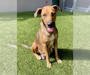 Black Mouth Cur-Unknown Mix Dogs for adoption in Baytown, TX, USA