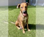 Small Black Mouth Cur Mix