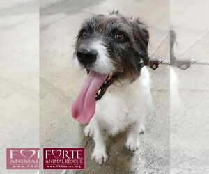 Rokky - Female Border Airedale Dog for Adoption - Photo #2