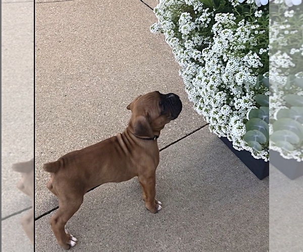 Medium Photo #2 Boxer Puppy For Sale in APPLE CREEK, OH, USA