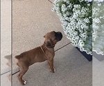 Small #1 Boxer