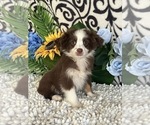 Small Photo #4 Miniature Australian Shepherd Puppy For Sale in MARTINSVILLE, IN, USA
