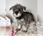 Small #3 Schnauzer (Miniature)