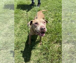 Chance - Male Mutt Dog for Adoption - Photo #2