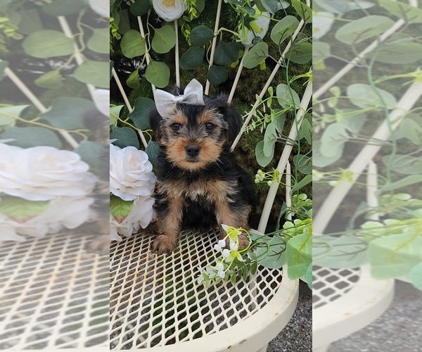 Medium Photo #1 Yorkshire Terrier Puppy For Sale in INDIANAPOLIS, IN, USA