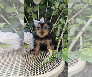 Yorkshire Terrier Puppy for sale in INDIANAPOLIS, IN, USA